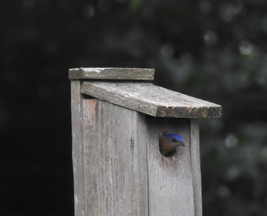 Bluebirds, looking at a house