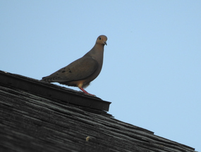 Roof dove